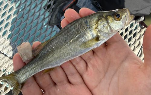 セイゴ（タイリクスズキ）の釣果
