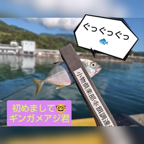 ギンガメアジの釣果