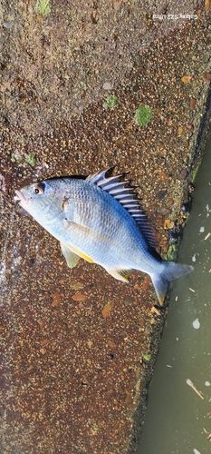 キビレの釣果