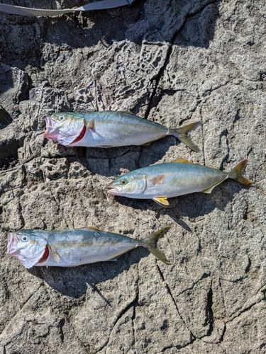 ハマチの釣果