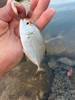 ギンガメアジの釣果