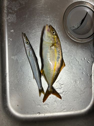 ショゴの釣果