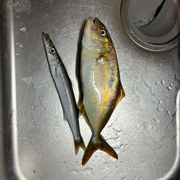 ショゴ