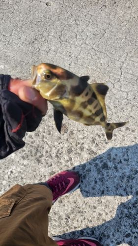サメの釣果