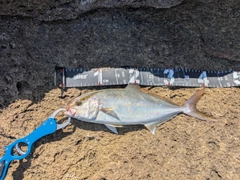 ショゴの釣果
