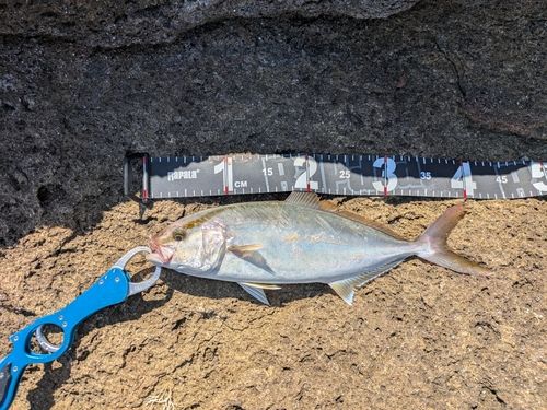 ショゴの釣果