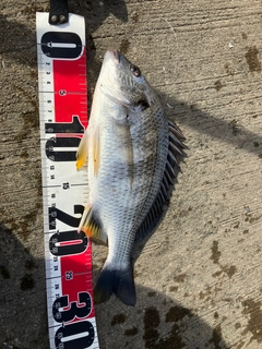 キビレの釣果