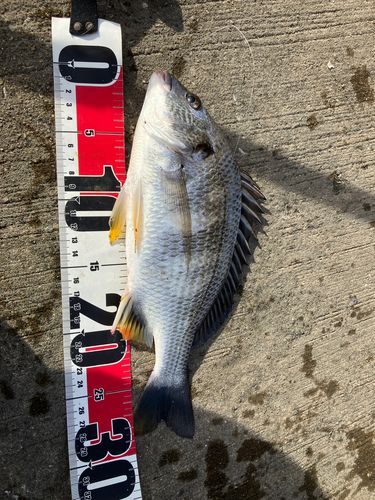 キビレの釣果