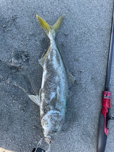 ツバスの釣果