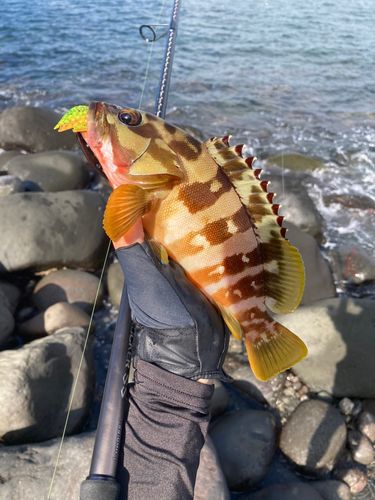 アカハタの釣果