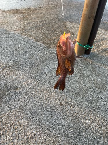 オオモンハタの釣果