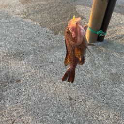 オオモンハタ