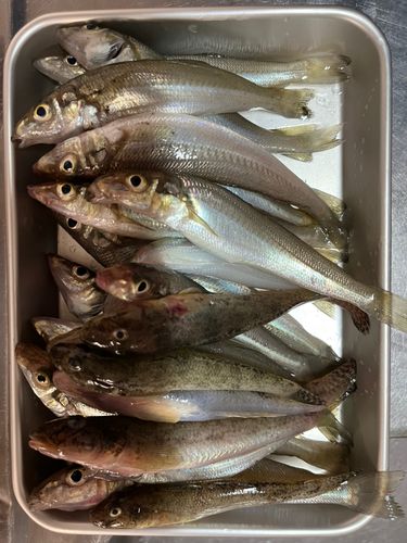シロギスの釣果
