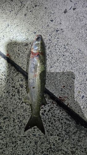 ボラの釣果