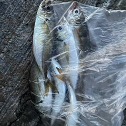 アジ