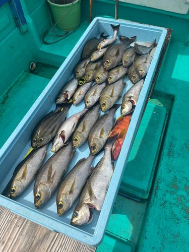 イサキの釣果