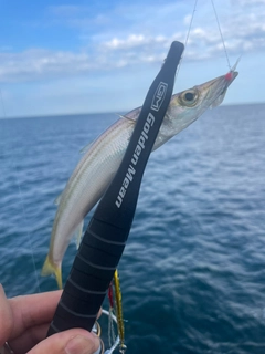 カマスの釣果