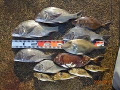 チヌの釣果