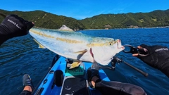 ハマチの釣果