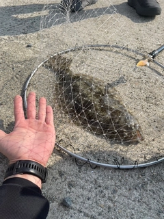 ヒラメの釣果