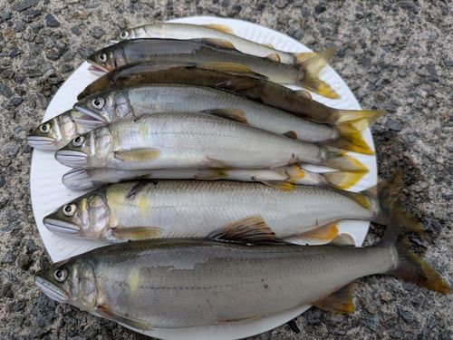 アユの釣果