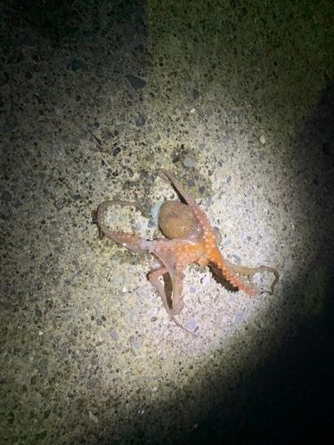 タコの釣果
