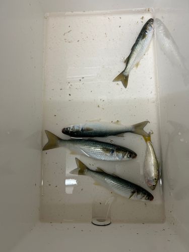 ボラの釣果