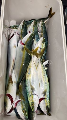 イナダの釣果