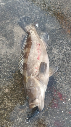 クエの釣果
