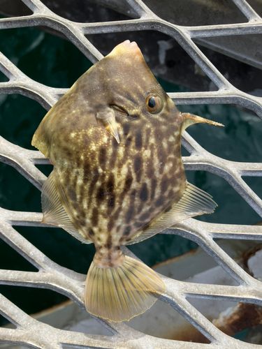 カワハギの釣果
