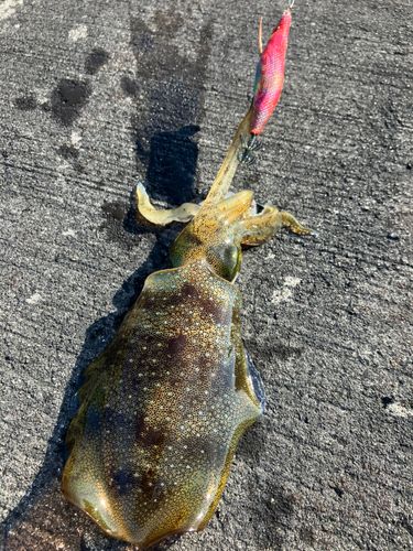 アオリイカの釣果