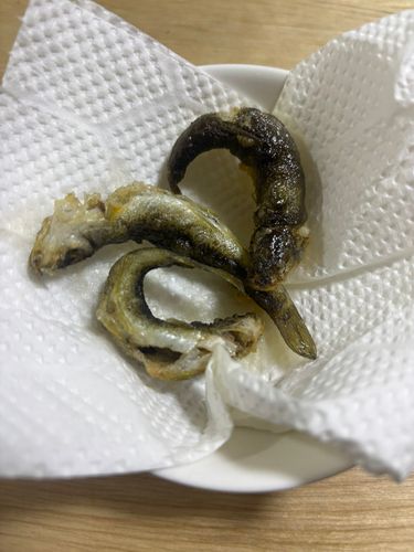 アブラハヤの釣果