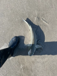 ボラの釣果