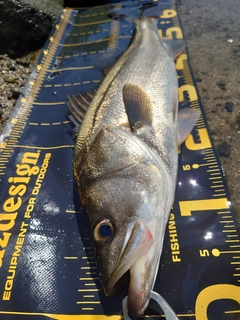 スズキの釣果