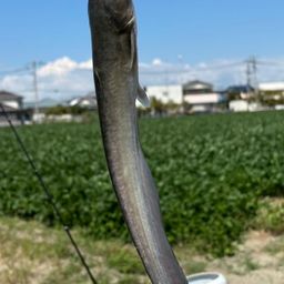 ブラックバス