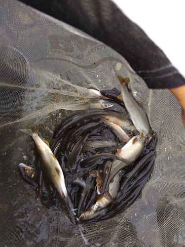 アユの釣果