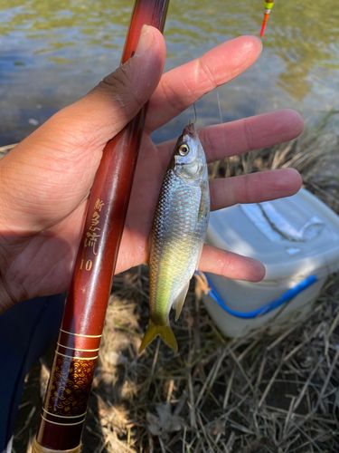 オイカワの釣果