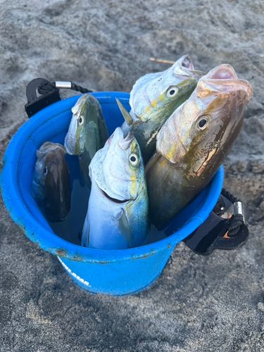 ショゴの釣果