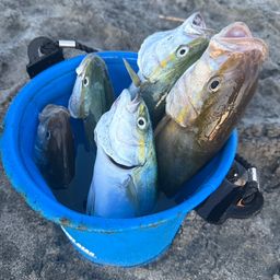 ショゴ