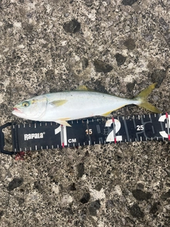 ワカシの釣果