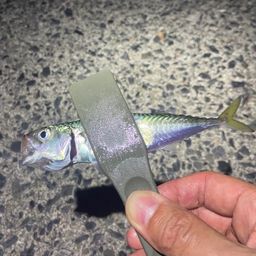 アジ