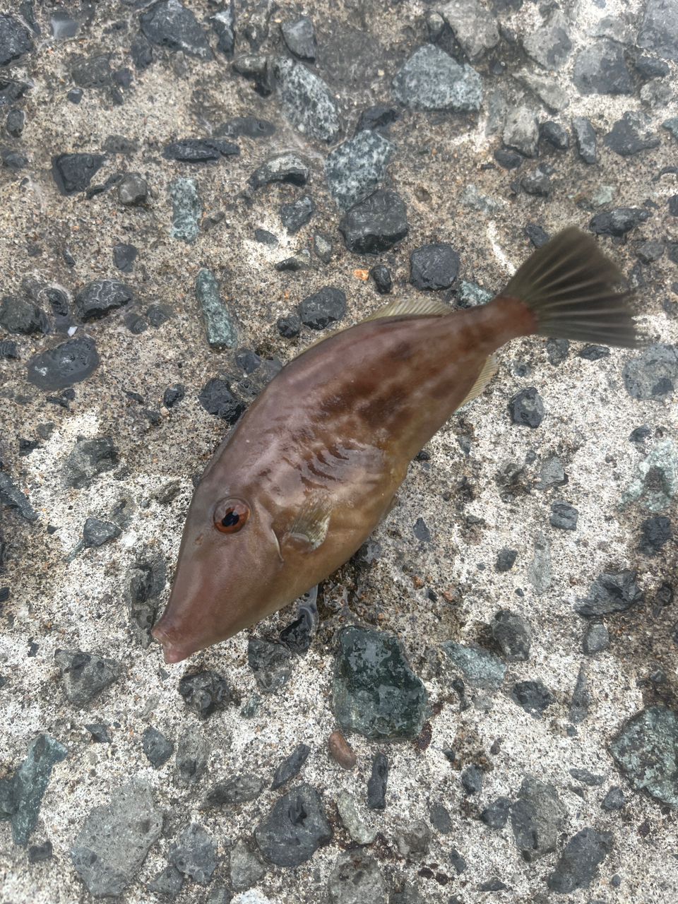 ワカシ