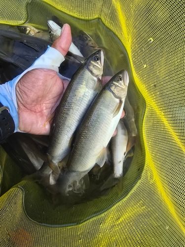 アユの釣果