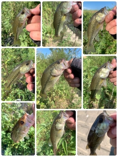 ラージマウスバスの釣果