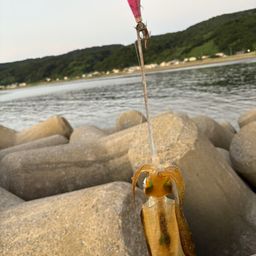 アオリイカ