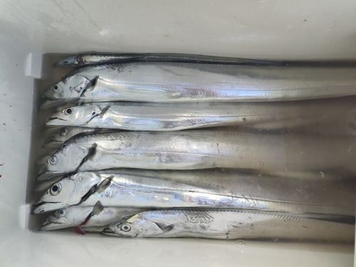 タチウオの釣果