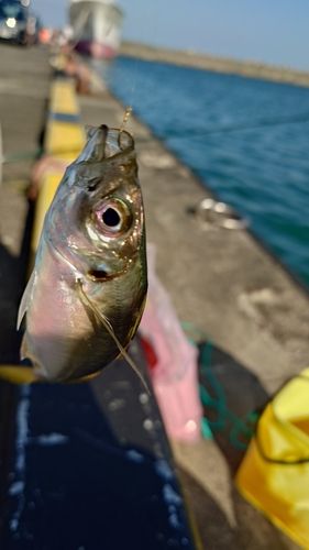 ボラの釣果