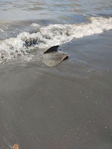 ツバクロエイの釣果