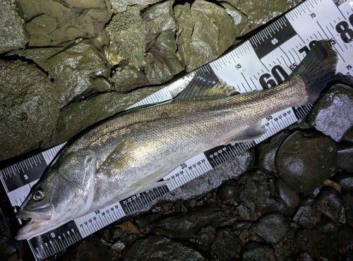 スズキの釣果