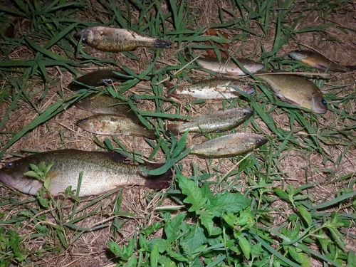 ブラックバスの釣果